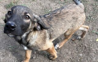 2026_Nordic-Strays-Joy_007