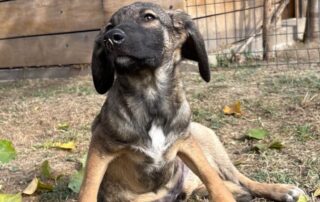 2026_Nordic-Strays-Joy_009