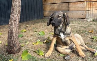2026_Nordic-Strays-Joy_010