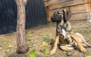 2026_Nordic-Strays-Joy_011