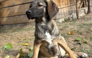 2026_Nordic-Strays-Joy_012