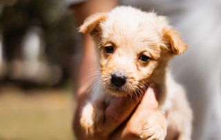 2026_Nordic-Strays-Keks_003