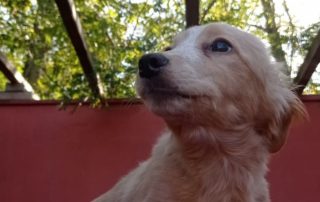 2026_Nordic-Strays-Keks_005
