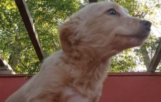 2026_Nordic-Strays-Keks_008