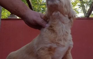 2026_Nordic-Strays-Keks_009