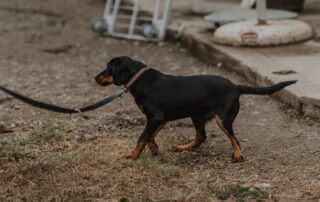 2026_Nordic-Strays-Lada_00 (11)
