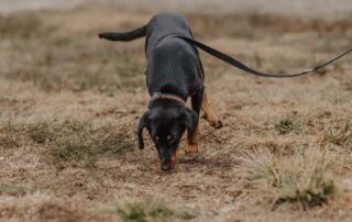 2026_Nordic-Strays-Lada_00 (13)