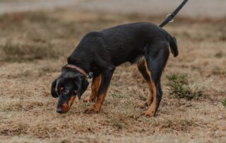 2026_Nordic-Strays-Lada_00 (14)