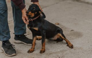 2026_Nordic-Strays-Lada_00 (15)