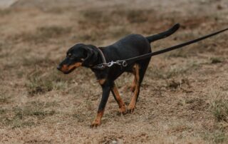 2026_Nordic-Strays-Lada_00 (18)