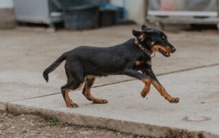 2026_Nordic-Strays-Lada_00 (19)
