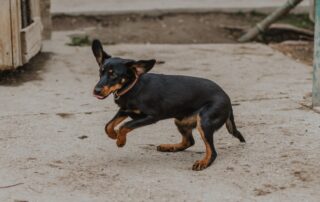 2026_Nordic-Strays-Lada_00 (5)