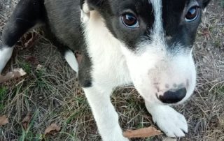 2026_Nordic-Strays-Lena_003