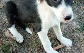 2026_Nordic-Strays-Lena_004