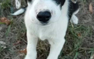 2026_Nordic-Strays-Lena_006