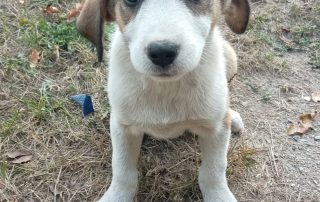 2026_Nordic-Strays-Loona_001