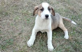 2026_Nordic-Strays-Loona_004