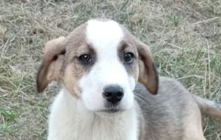 2026_Nordic-Strays-Loona_005