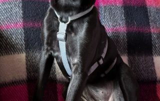 2026_Nordic-Strays-Loulou_005