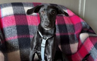 2026_Nordic-Strays-Loulou_006
