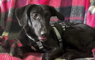 2026_Nordic-Strays-Loulou_007