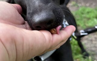 2026_Nordic-Strays-Loulou_010