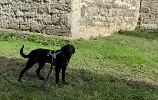 2026_Nordic-Strays-Loulou_011