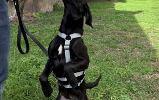 2026_Nordic-Strays-Loulou_013