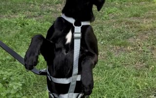 2026_Nordic-Strays-Loulou_014