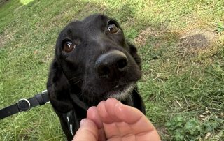 2026_Nordic-Strays-Loulou_015