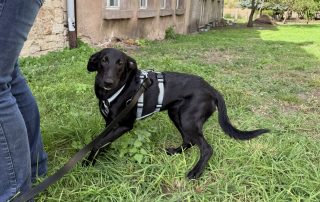 2026_Nordic-Strays-Loulou_016