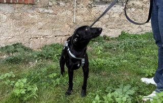 2026_Nordic-Strays-Loulou_017