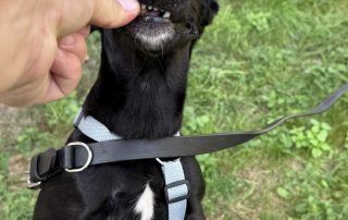 2026_Nordic-Strays-Loulou_018