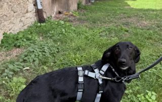 2026_Nordic-Strays-Loulou_019