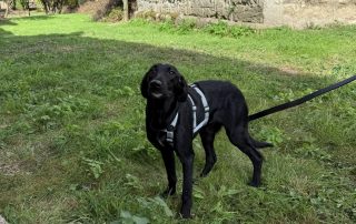 2026_Nordic-Strays-Loulou_020