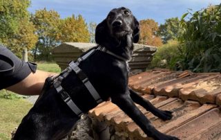 2026_Nordic-Strays-Loulou_021