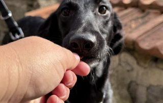 2026_Nordic-Strays-Loulou_022