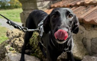 2026_Nordic-Strays-Loulou_023
