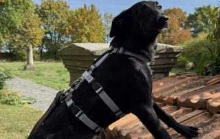 2026_Nordic-Strays-Loulou_024