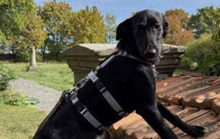 2026_Nordic-Strays-Loulou_025