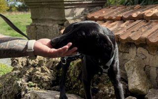 2026_Nordic-Strays-Loulou_026