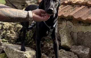 2026_Nordic-Strays-Loulou_027