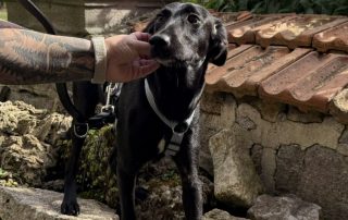 2026_Nordic-Strays-Loulou_028