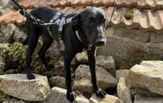 2026_Nordic-Strays-Loulou_029