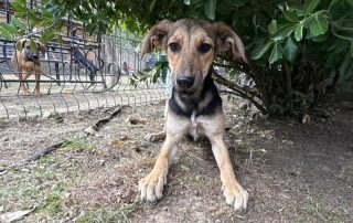 2026_Nordic-Strays-Lula_001