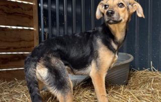 2026_Nordic-Strays-Lula_002
