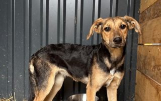 2026_Nordic-Strays-Lula_003
