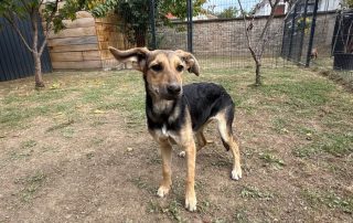 2026_Nordic-Strays-Lula_004