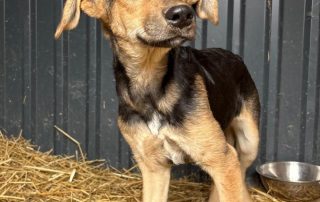 2026_Nordic-Strays-Lula_006
