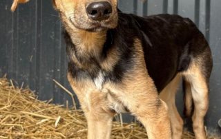 2026_Nordic-Strays-Lula_008